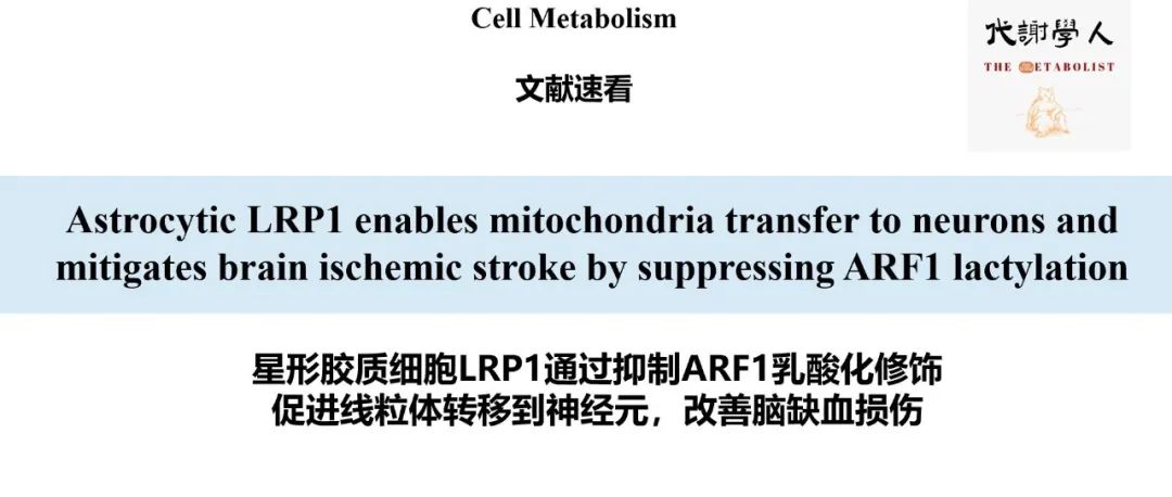 【视频号】Cell Metabolism：抑乳酸救神经，星胶显才能（附文字版链接）