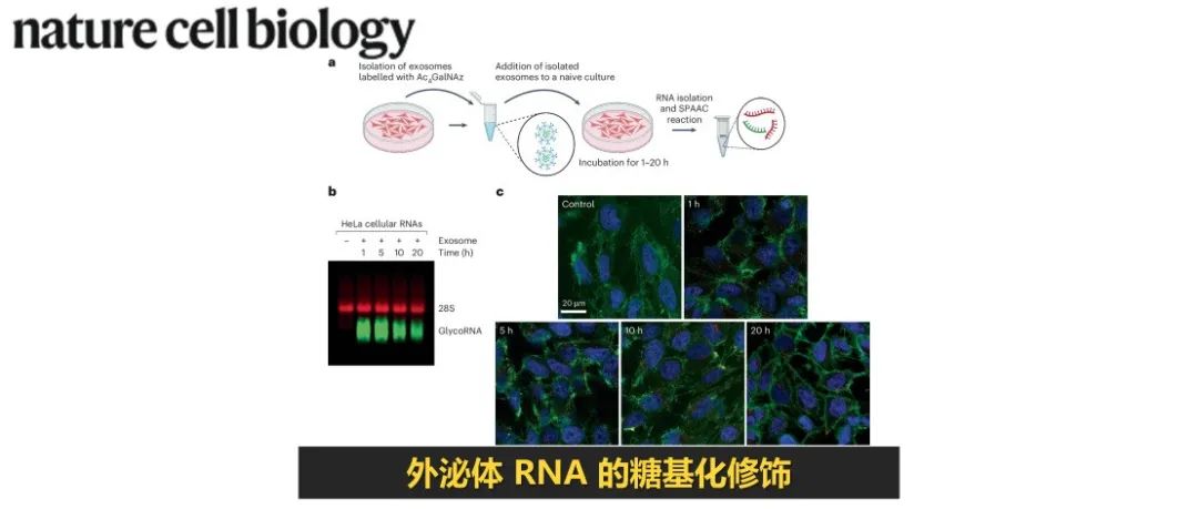 Nat. Cell Biol. | 外泌体 RNA 的糖基化修饰