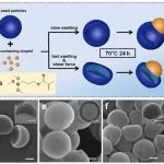 清华大学梁福鑫课题组 Macromolecules：单体塑化与流场协同实现一锅法种子乳液聚合制备不同形貌Janus颗粒