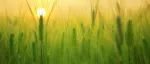分子植物科学卓创中心Nature Plants+1