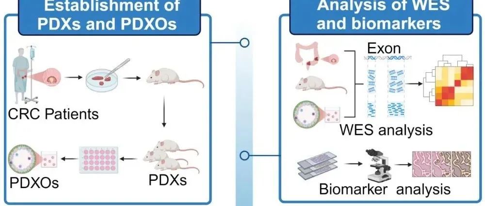 Cell Rep Med丨赣南医科大学张书永团队合作开发晚期结直肠癌靶向新疗法
