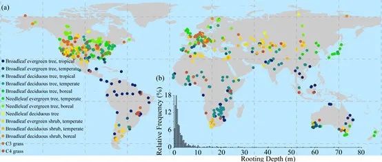 西北农林科技大学彭守璋研究员团队在生根深度数据集方面最新研究进展！