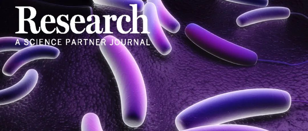 Research|抗血管炎症衰老的肠道菌群调控新策略—金凤实验室、阜外医院、江南大学附属医院合作成果