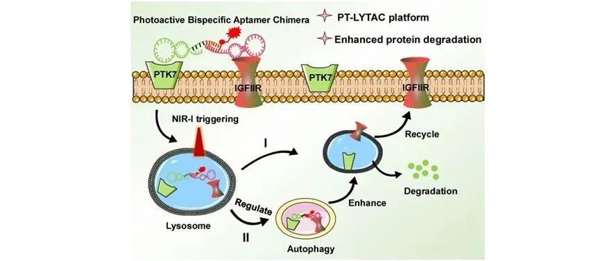 文献分享|JACS: 光触发LYTAC：光活性双特异性适配子嵌合体通过调节细胞自噬增强膜蛋白的靶向降解