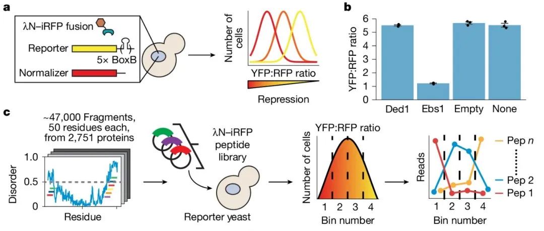 【Nature】高通量破译控制 mRNA 衰变的蛋白无序区域