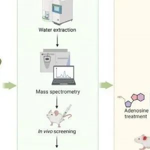 J ADV RES丨中南大学研究团队发现，腺苷有望成为银环蛇咬伤急救新选择！