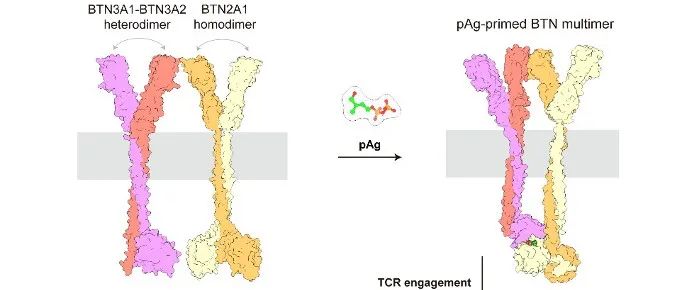 肖俊宇/张永辉合作揭示嗜乳脂蛋白激活γδ T细胞的“分子钳”机制