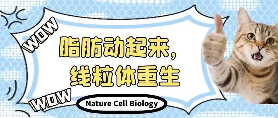 Nature Cell Biology：脂肪动起来，线粒体重生