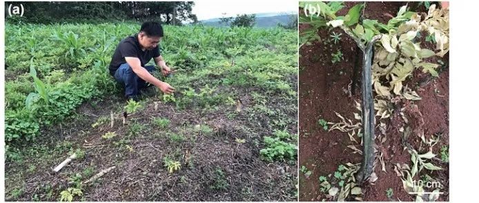 【文献解读】昆明学院余磊教授团队发现内生真菌在珠芽魔芋抵御细菌病原体中发挥关键作用