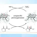 【Angew. Chem.】川大贾知军团队：解锁非特异性过氧化物酶催化β-酮酸酯不对称羟基化的绿色新路径