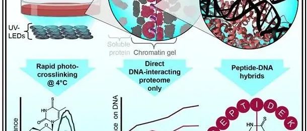 Cell | 人类细胞DNA结合蛋白质组图谱