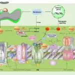 Plant Cell | 南京农业大学张正光教授团队阐明稻瘟病菌破解水稻免疫新机制——“一石三鸟”致命酶的分子策略