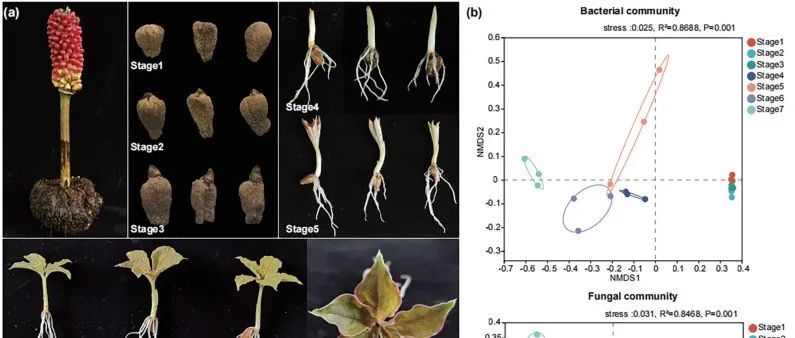 【文献解读】昆明学院余磊教授团队揭示珠芽金魔芋种子休眠至展叶等发育阶段的内生微生物群落组装及功能适应性
