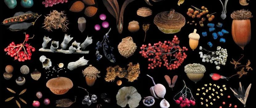New Phytologist | 武汉植物园宏观生态学课题组发布中国种子性状数据库