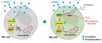 Nat Immunol | 王毅/魏海明/丁琛合作揭示靶向乳酸化修饰以增强NK细胞突破肿瘤微环境能力的关键机制！