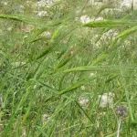 文献解读｜Nature Genetics：“基因搭档”协同抵御小麦条锈病