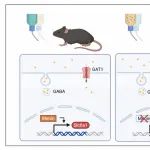 Mol Psych | 厦门大学张杰、冷历歌教授阐明酒精成瘾导致抑郁的分子机制