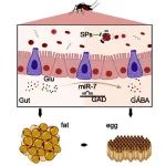 Cell Rep | 东南大学生命科学与技术学院凌琳课题组发表最新研究成果