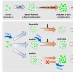 Cell Reports | 南京师范大学于海佳教授课题组在发表研究成果