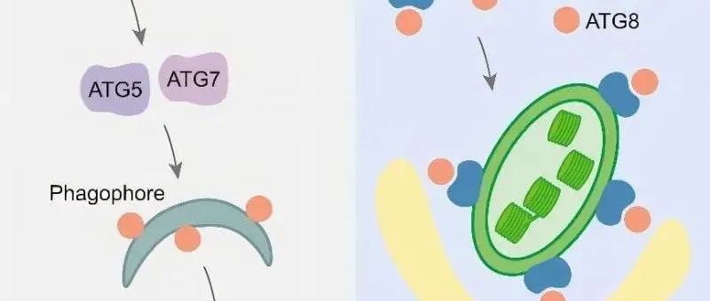 Cell Rep | 上海交大龚清秋课题组构建叶绿体自噬合成受体研究叶绿体微自噬机制