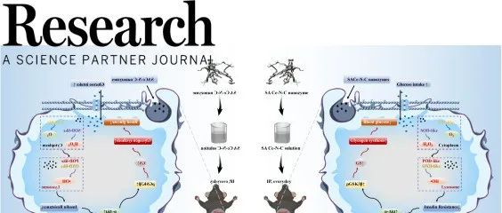 Research|缓解高血糖症新方法—中国农业大学宋光春、程楠新进展