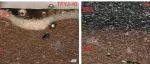 成都天府一街窖藏瓷器科技分析与研究