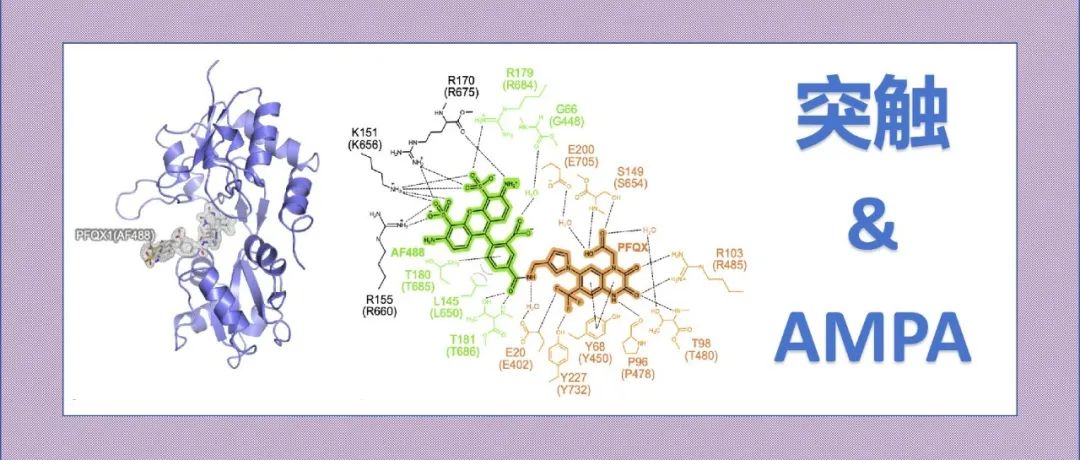 文献分享|快速可逆的荧光探针实现在突触可塑性过程中对AMPA受体进行重复的快照成像