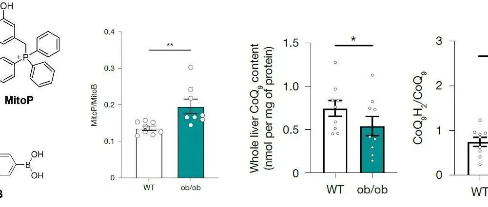 Nature | 辅酶CoQ稳态失衡引发肝脏代谢紊乱的生物学机制解析