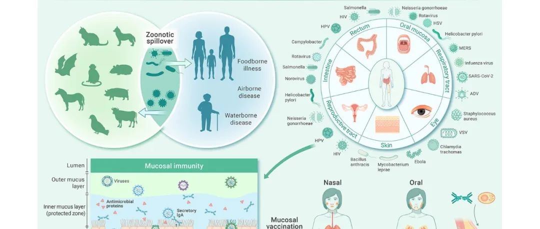 The Innovation | 中外科学家倡议加强黏膜疫苗与黏膜免疫研究，为传染病防控注入新动力