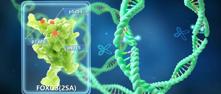 《细胞》：合成生物学里程碑！中国科学家团队开辟抗衰、延寿新途径