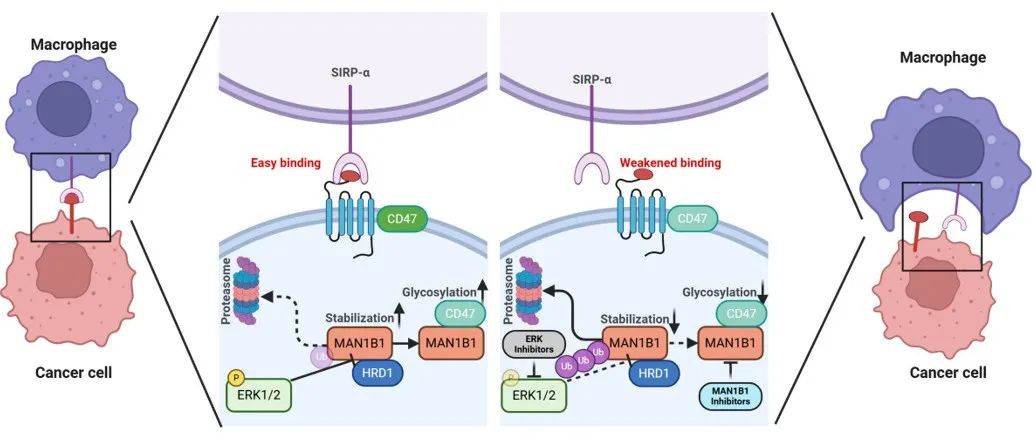 Cancer Commun | 浙大邵逸夫医院丁国庆团队揭示靶向MAN1B1有望实现安全有效的anti-CD47免疫治疗