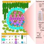 河南科技学院青年教师一作在一区Top期刊（IF5y=7.6）发文揭示白菜叶脉发育的基因表达图谱和非对称基因表达特征