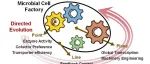 大连化学物理研究所周雍进团队Chem & Bio Engineering | 结合酶定向进化与代谢工程创制高效微生物细胞工厂