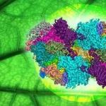 发表Cell、Nature、Science论文十余篇，在Science子刊取得新进展， 作者仅两人！讲席教授破解植物“抗逆开关”