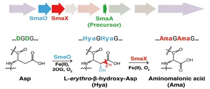 阅读 JACS丨一种肽类生源途径中将天冬氨酸转化为氨基丙二酸的新颖双酶级联反应