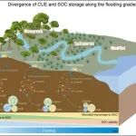 福州大学罗敏课题组WR：亚热带滨海湿地微生物碳利用效率和土壤有机碳沿潮汐淹没梯度的差异
