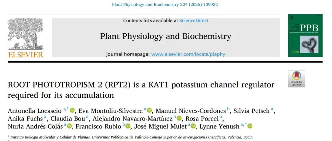 【文献解读】瓦伦西亚理工大学团队发现ROOT PHOTOTROPISM 2 (RPT2)参与钾离子通道KAT1的调控