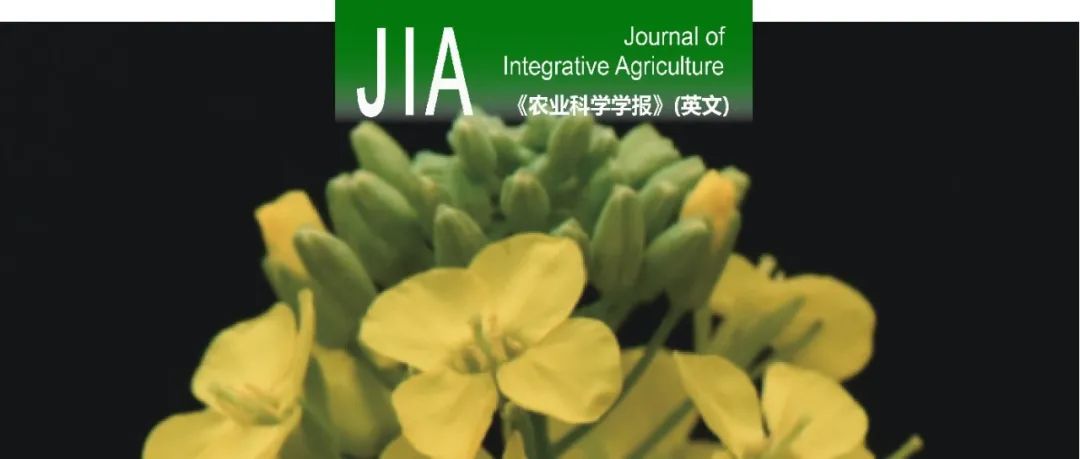 JIA｜华中农业大学油菜遗传改良创新团队沈金雄教授课题组油菜萝卜细胞质雄性不育败育机制的研究
