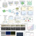 Nature Cancer | 浙江大学顾臻团队合作开发IL-2长效缓释平台，促进癌症免疫治疗