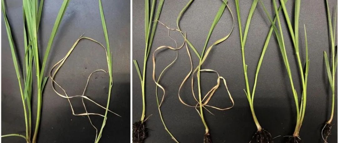 在植物学顶级期刊Molecular Plant、Nature Plants等一区Top期刊上发表论文，这个实验室植物检测项目大全