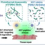 上海大学ACS Nano：功能性淀粉样蛋白酚溶性调节蛋白α1靶向光热纳米平台可有效消除生物膜相关感染