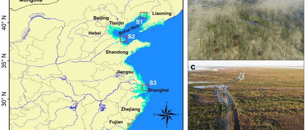 Earth's Future | 天津大学宋照亮教授团队在滨海湿地蓝碳研究新进展
