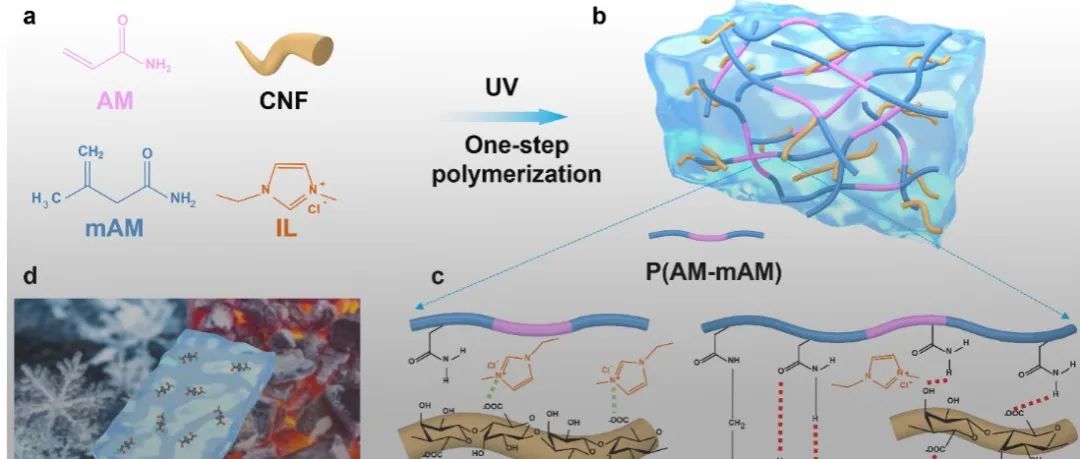 天津大学封伟教授团队 Macromolecules：自修复抗溶胀宽温域应用的离子导电水凝胶