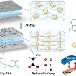 兰州理工大学冉奋教授 Biomacromolecules：导电聚合物制备组织粘附性可植入超级电容器