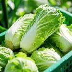 《食品科学》：河北农业大学赵文教授、周茜副教授等：改性对废弃大白菜外叶不溶性膳食纤维结构和功能性质的影响