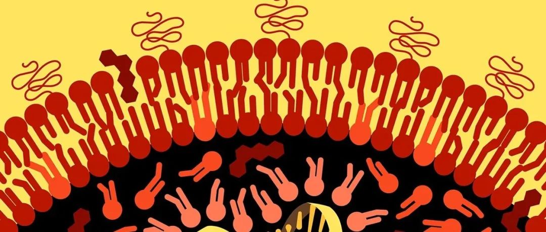 Science Immunology｜中山大学陈俊团队报道新型巨噬细胞吞噬检查点PSGL-1