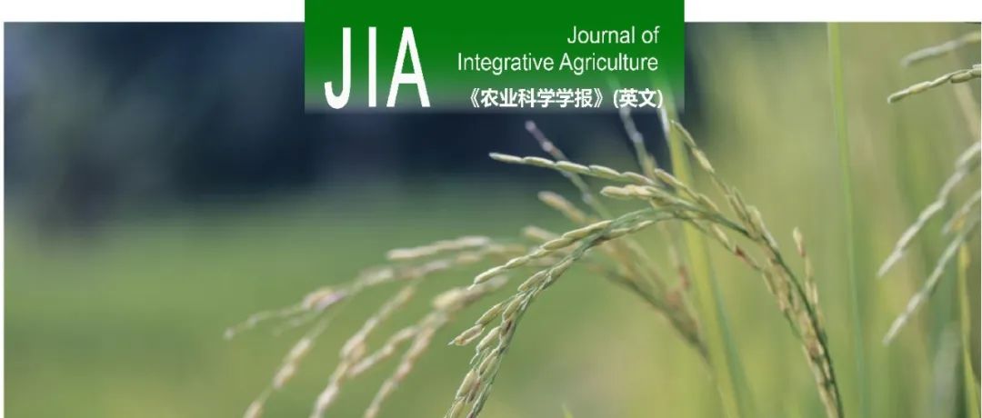 JIA｜扬州大学杨建昌教授课题组揭示水稻花后干物质生产和叶片氮分布与根源细胞分裂素梯度密切相关