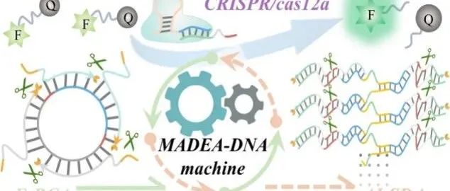 AC.相互激活的双指数扩增DNA机器增强稳健的CRISPR/Cas12a反馈传播用于超灵敏微小核糖核酸检测