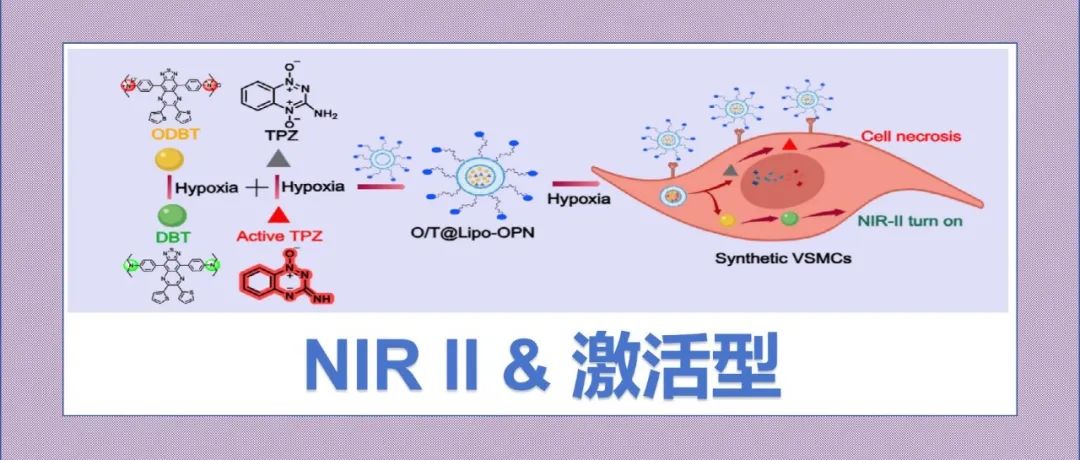 文献分享|微环境激活型纳米剂用于动脉再狭窄的实时NIR-II监测与靶向治疗
