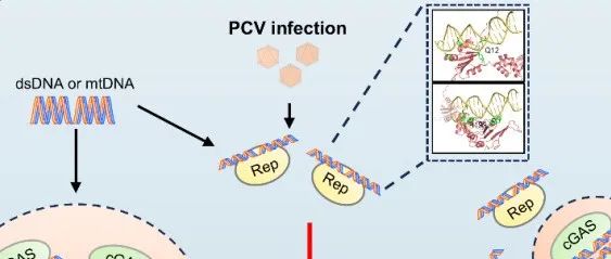 PLoS Pathogens |中国农业大学动物医学院李鑫教授课题组揭示圆环病毒拮抗dsDNA诱导cGAS寡聚化和相分离的新机制